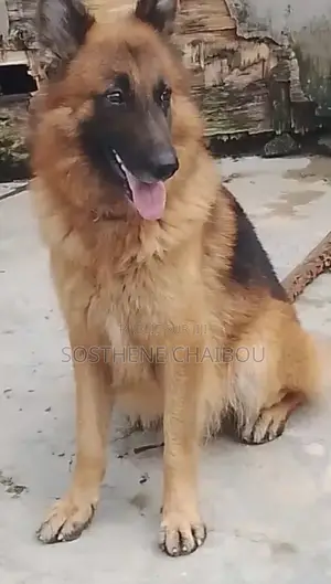 Plus d’un an Homme Pure race German Shepherd