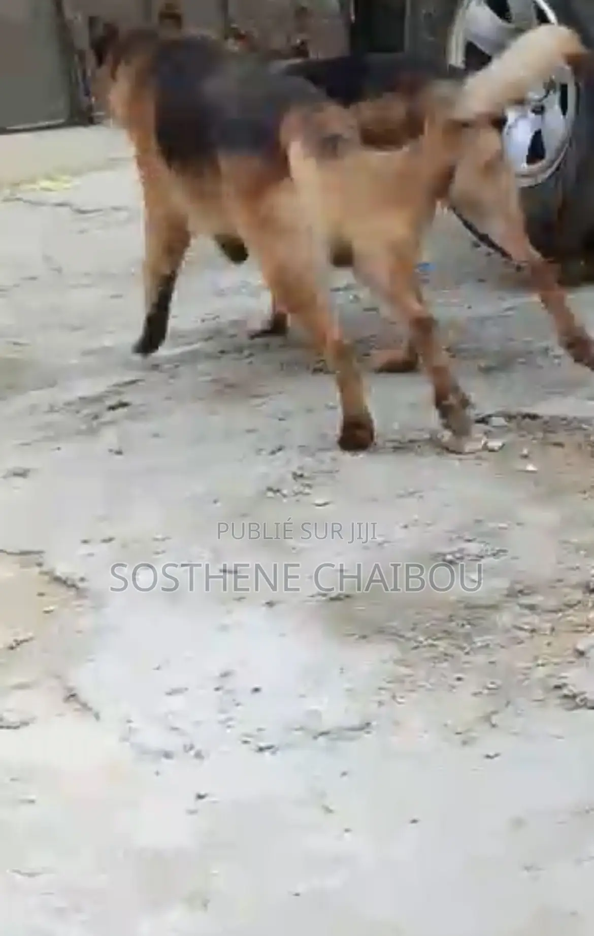 Plus d’un an Homme Pure race German Shepherd