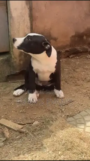 1-3 mois Homme Pure race American Pit Bull Terrier