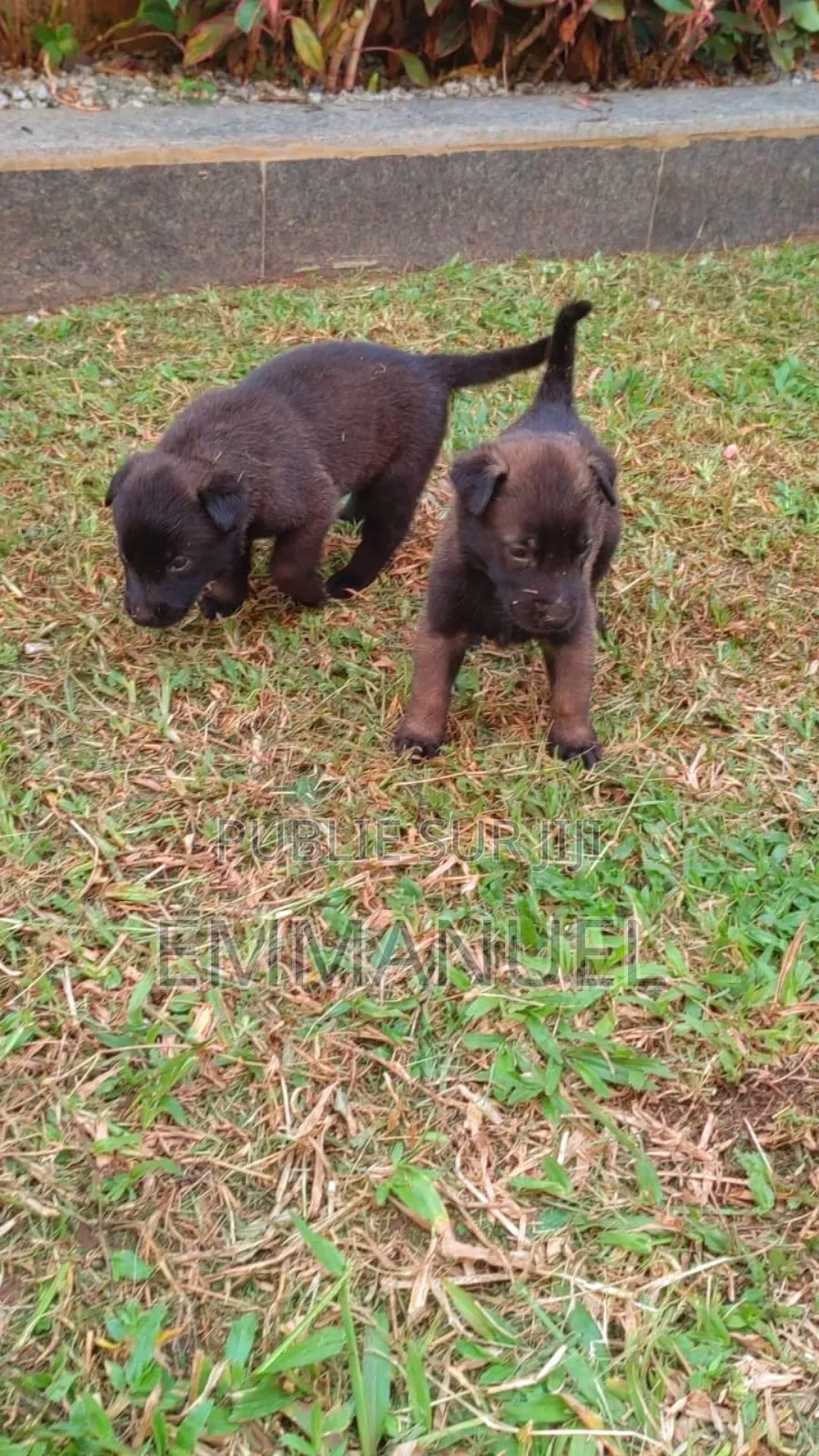 0-1 mois Homme Pure race Belgian Malinois