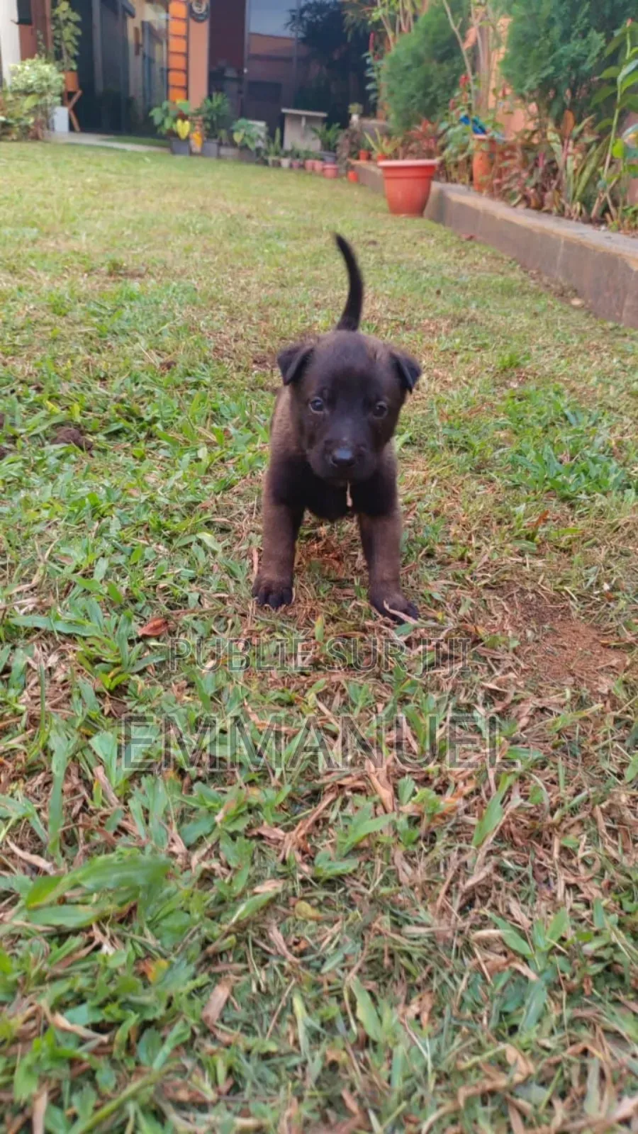 0-1 mois Homme Pure race Belgian Malinois