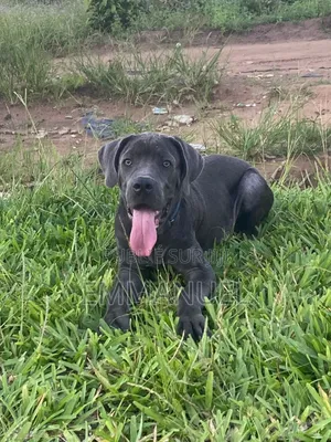 3-6 mois Homme Pure race Cane Corso