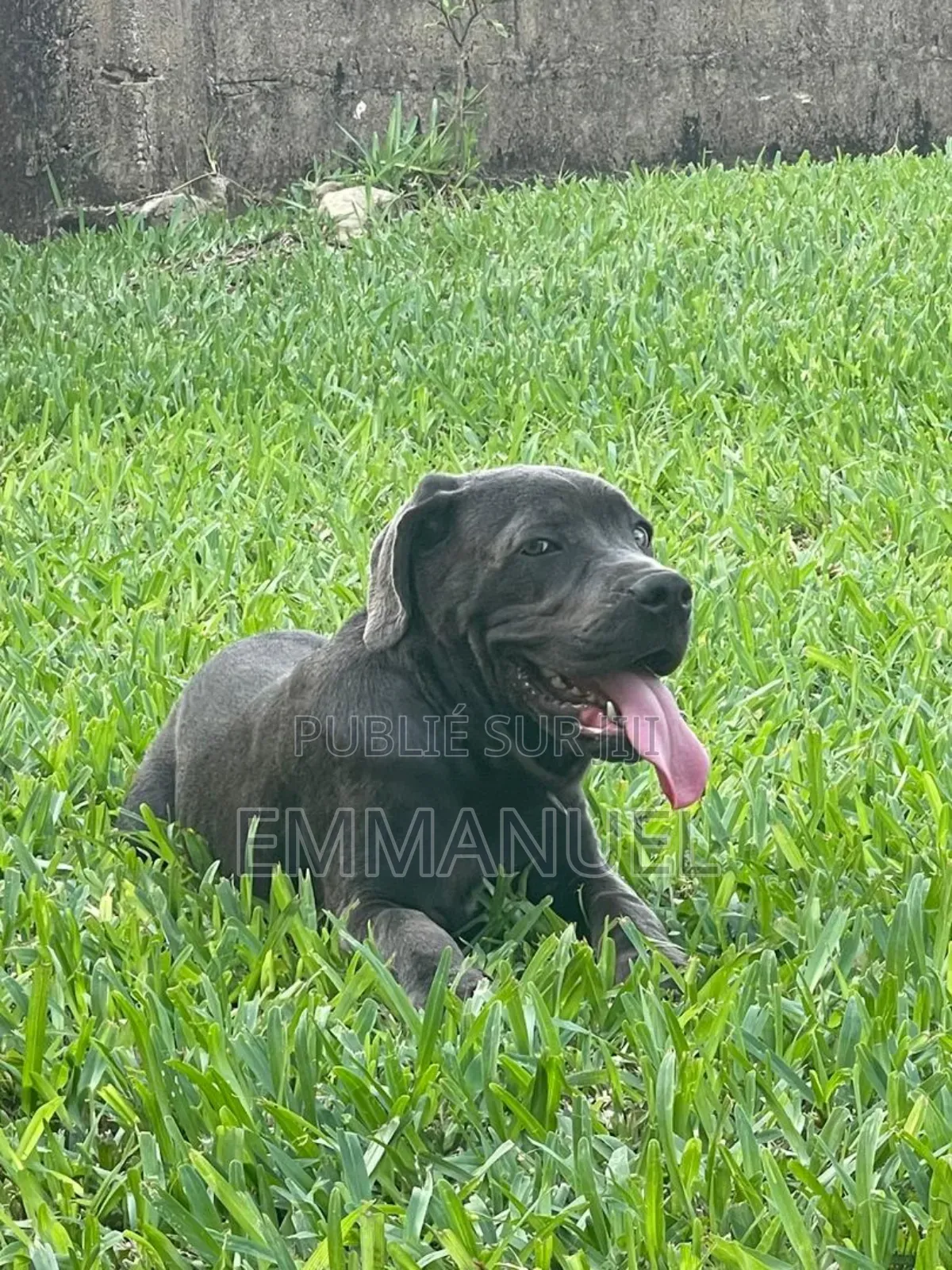 3-6 mois Homme Pure race Cane Corso
