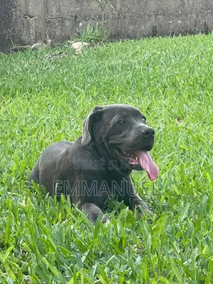 3-6 mois Homme Pure race Cane Corso