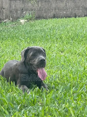 3-6 mois Homme Pure race Cane Corso