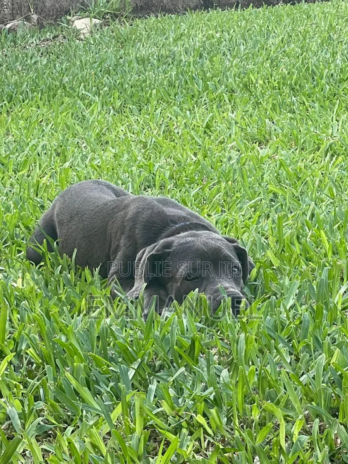 3-6 mois Homme Pure race Cane Corso