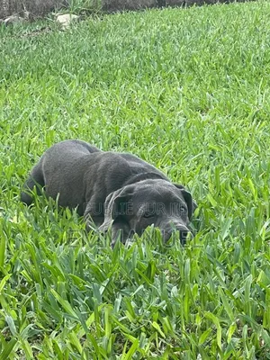 3-6 mois Homme Pure race Cane Corso