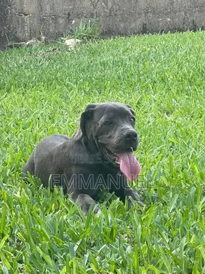3-6 mois Homme Pure race Cane Corso