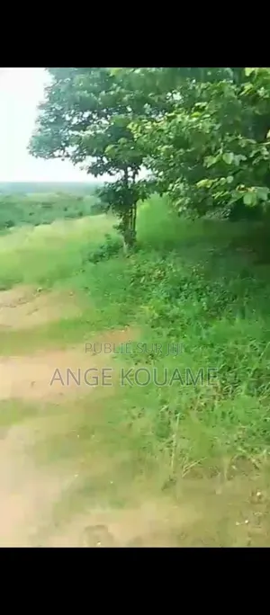 Terrain 55 Hectares Avec Acd en Vente À Songon M'braté