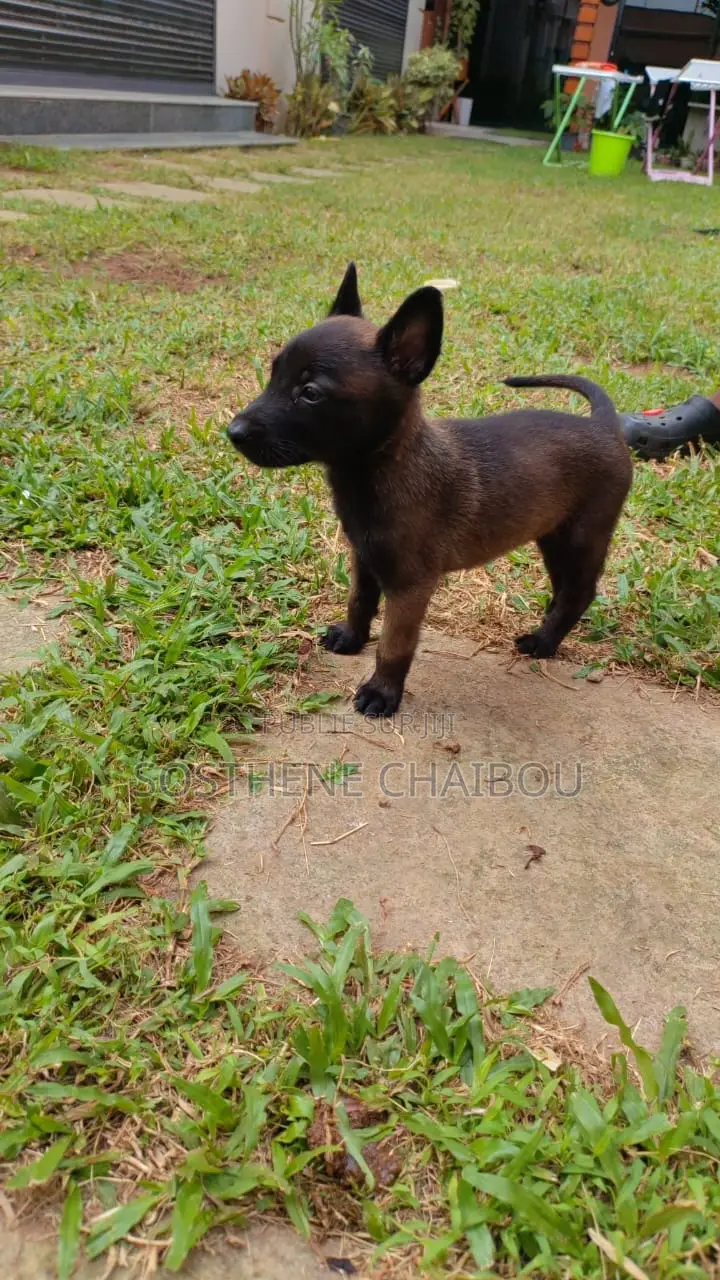 0-1 mois Homme Pure race Belgian Malinois