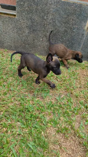 0-1 mois Homme Pure race Belgian Malinois