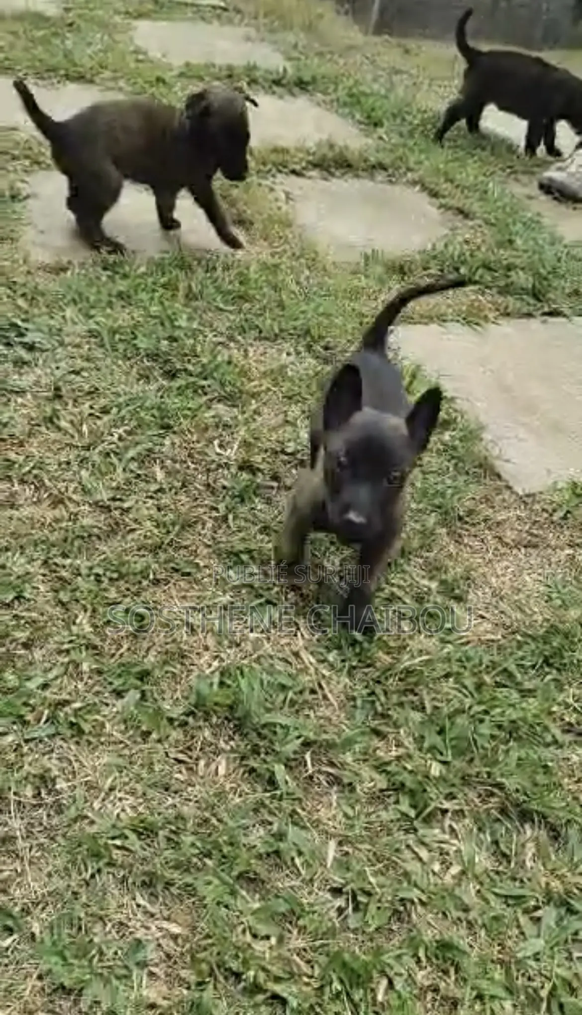 0-1 mois Homme Pure race Belgian Malinois