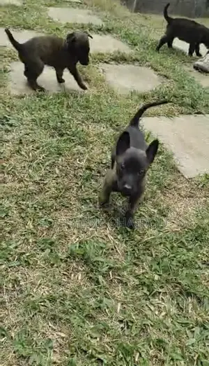 0-1 mois Homme Pure race Belgian Malinois