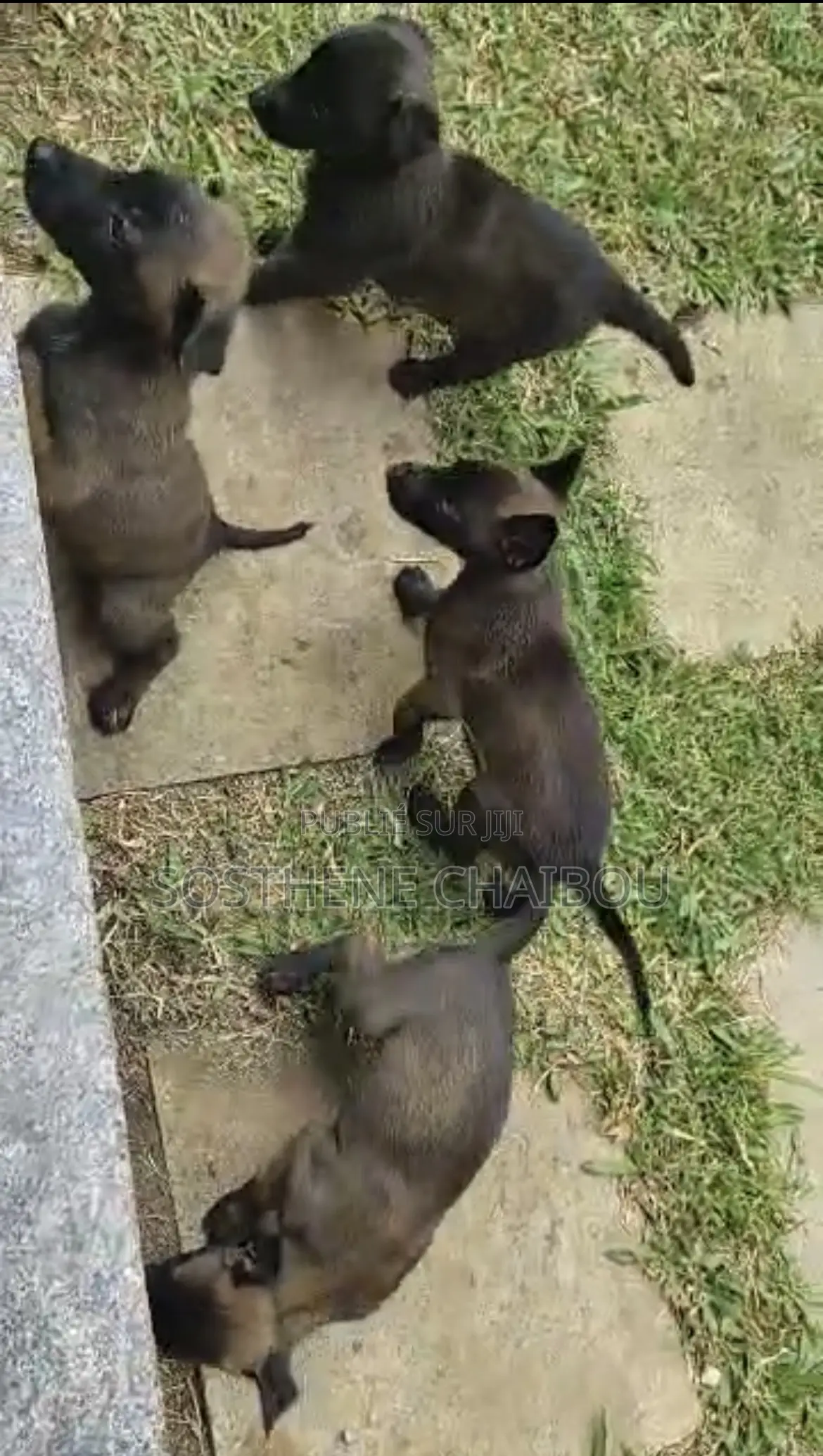 0-1 mois Homme Pure race Belgian Malinois