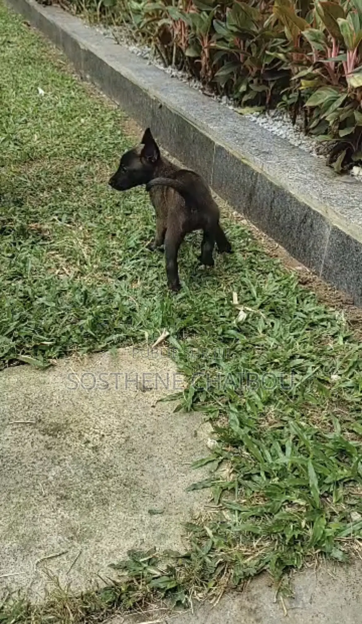 0-1 mois Homme Pure race Belgian Malinois