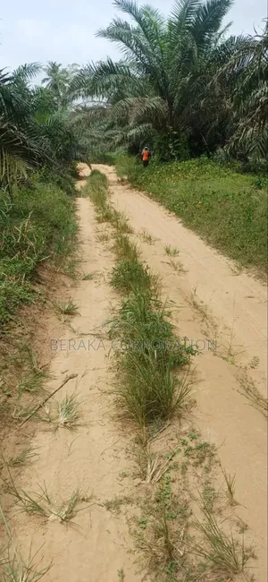 Plantation De Palmiers À Huile en Vente