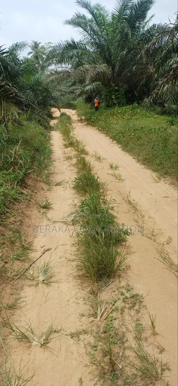 Plantation De Palmiers À Huile en Vente