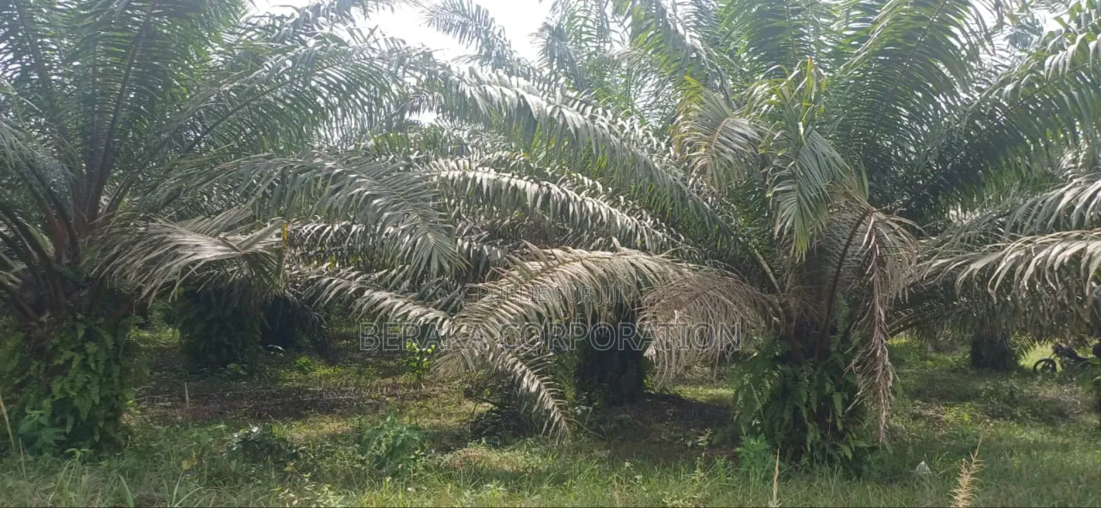 Plantation De Palmiers À Huile en Vente