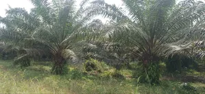 Plantation De Palmiers À Huile en Vente
