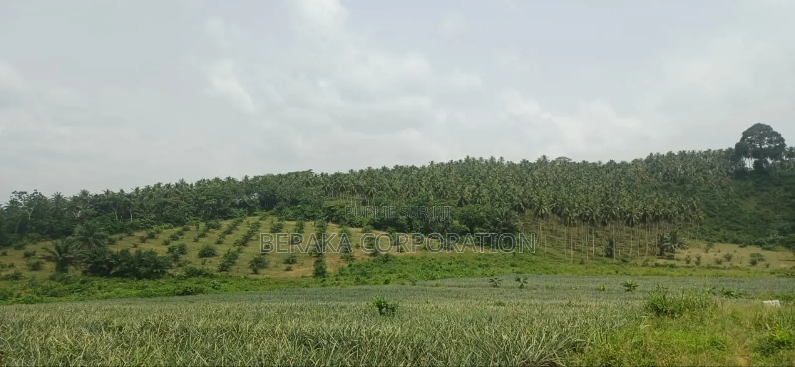 Plantation De Palmiers À Huile en Vente