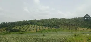 Plantation De Palmiers À Huile en Vente