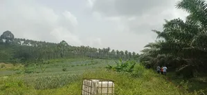 Plantation De Palmiers À Huile en Vente