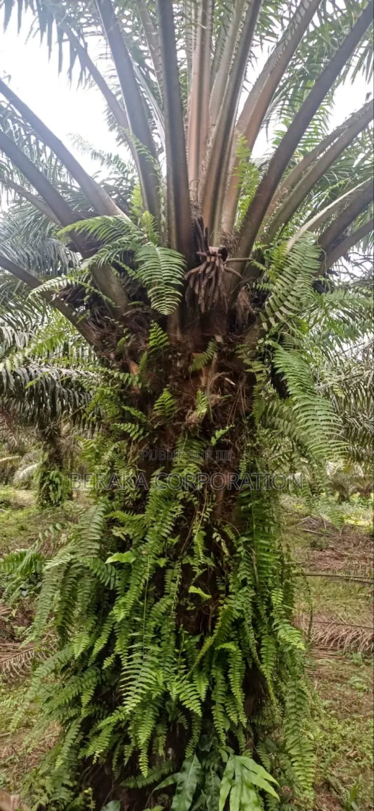 Plantation De Palmiers À Huile en Vente