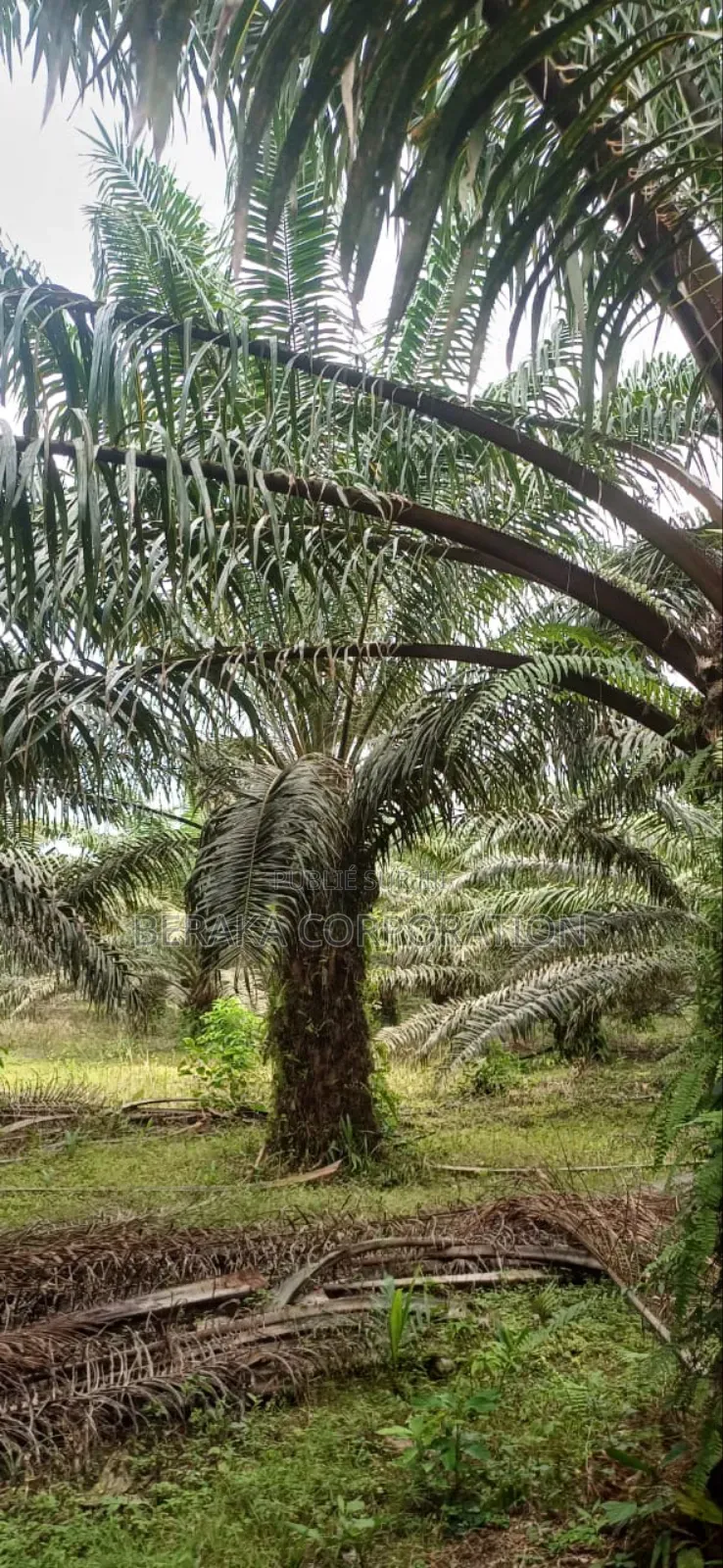 Plantation De Palmiers À Huile en Vente