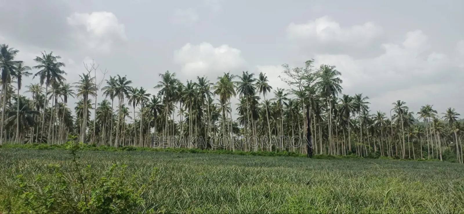 Plantation De Palmiers À Huile en Vente