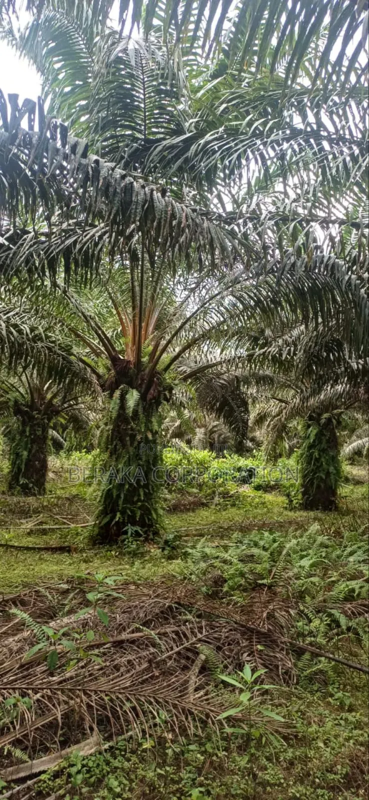 Plantation De Palmiers À Huile en Vente