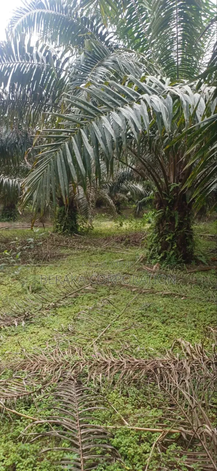 Plantation De Palmiers À Huile en Vente