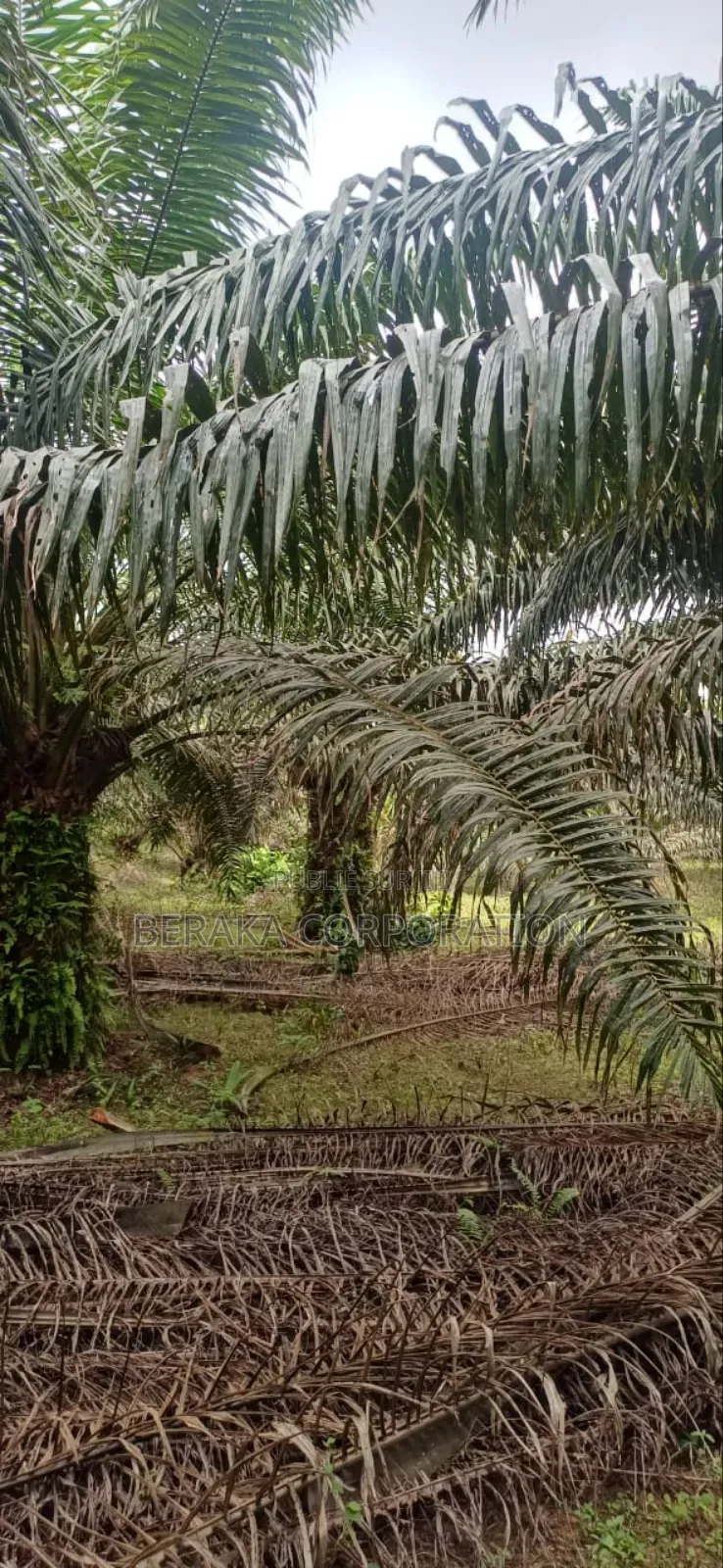 Plantation De Palmiers À Huile en Vente