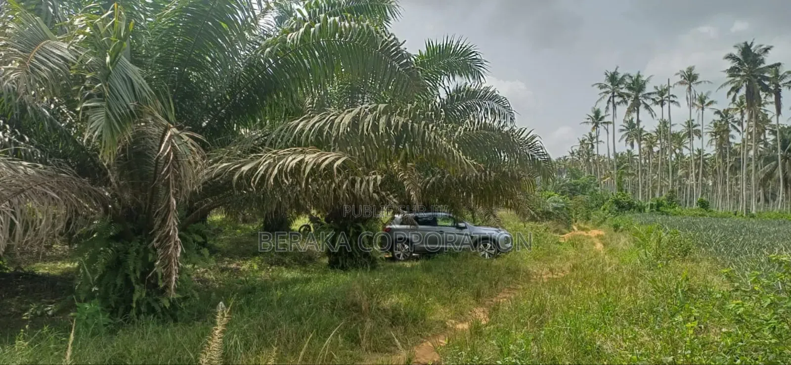 Plantation De Palmiers À Huile en Vente