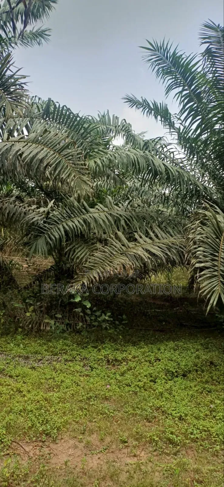 Plantation De Palmiers À Huile en Vente