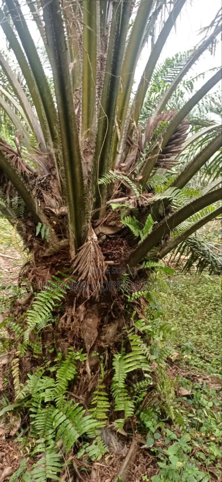 Plantation De Palmiers À Huile en Vente