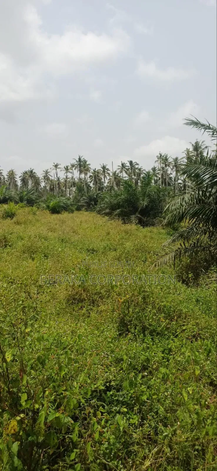 Plantation De Palmiers À Huile en Vente