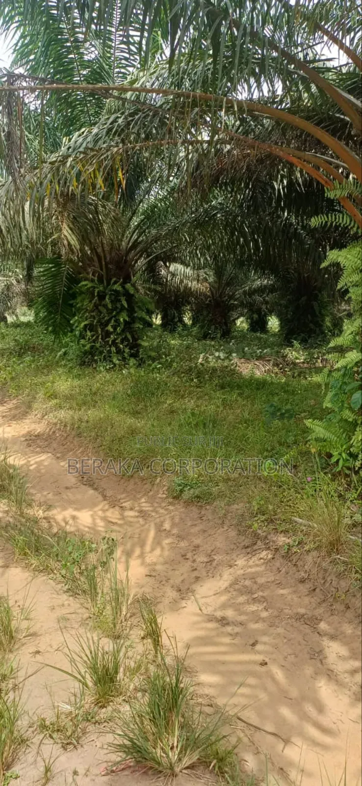 Plantation De Palmiers À Huile en Vente