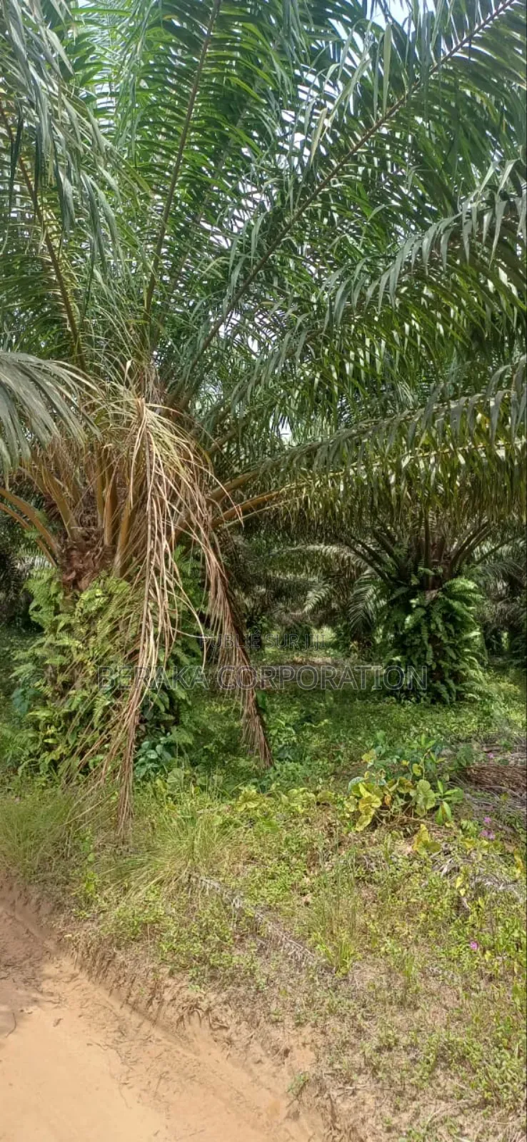 Plantation De Palmiers À Huile en Vente