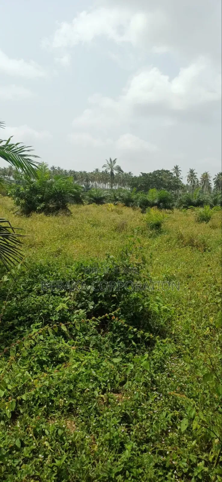 Plantation De Palmiers À Huile en Vente