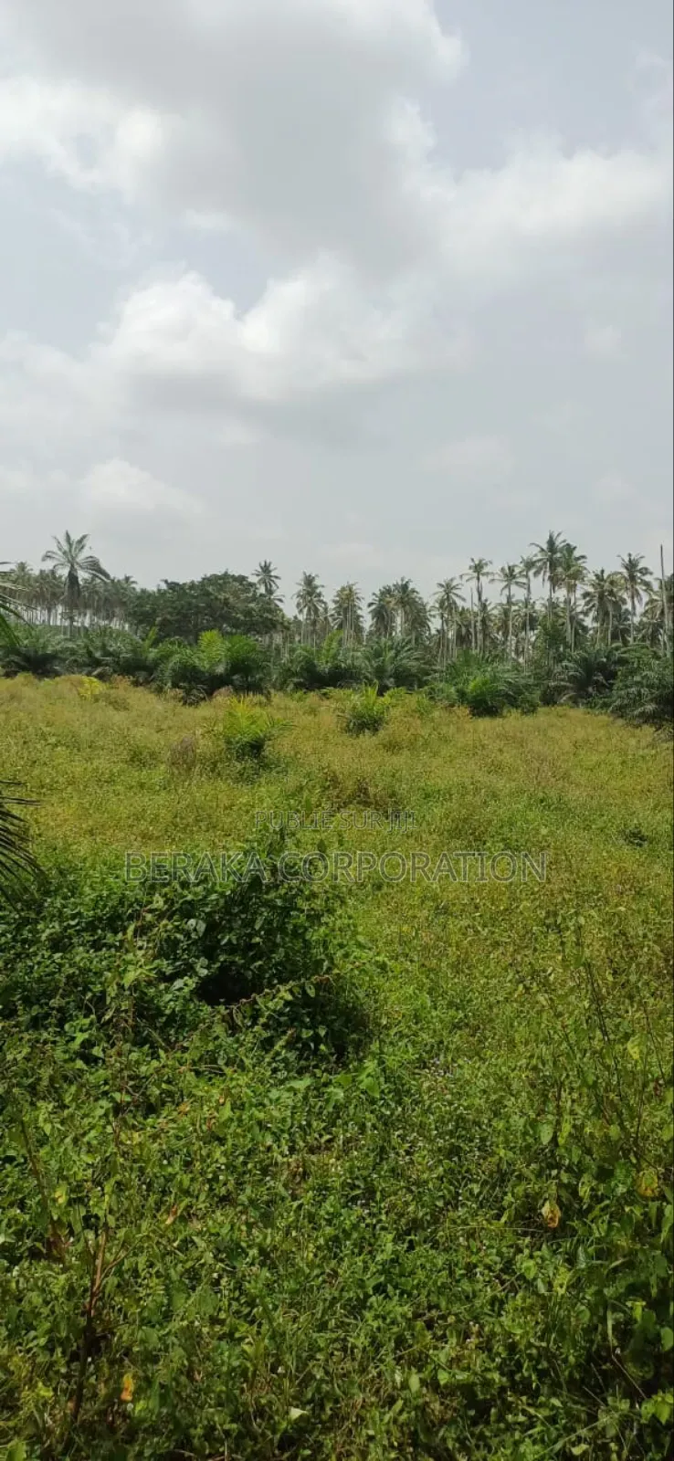 Plantation De Palmiers À Huile en Vente