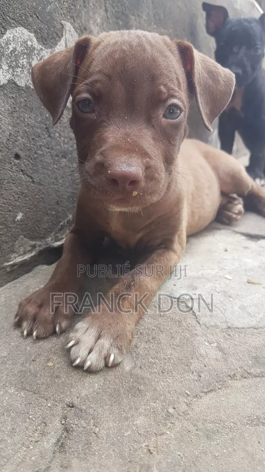 1-3 mois Homme Pure race American Pit Bull Terrier