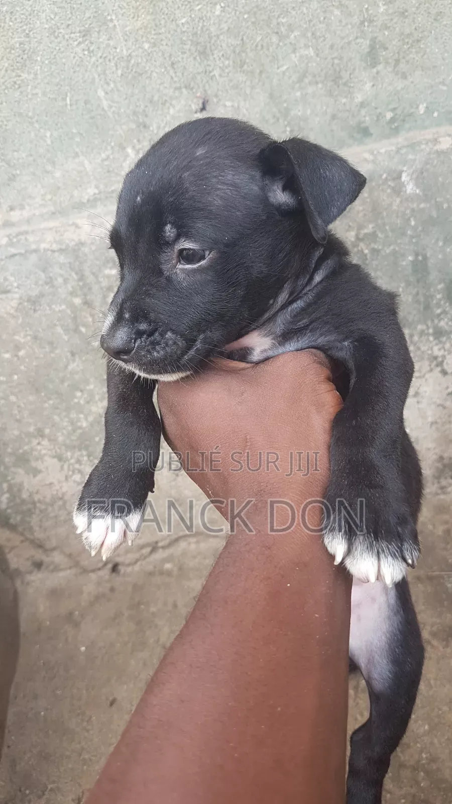 1-3 mois Homme Pure race American Pit Bull Terrier