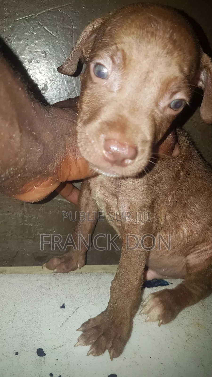 1-3 mois Homme Pure race American Pit Bull Terrier