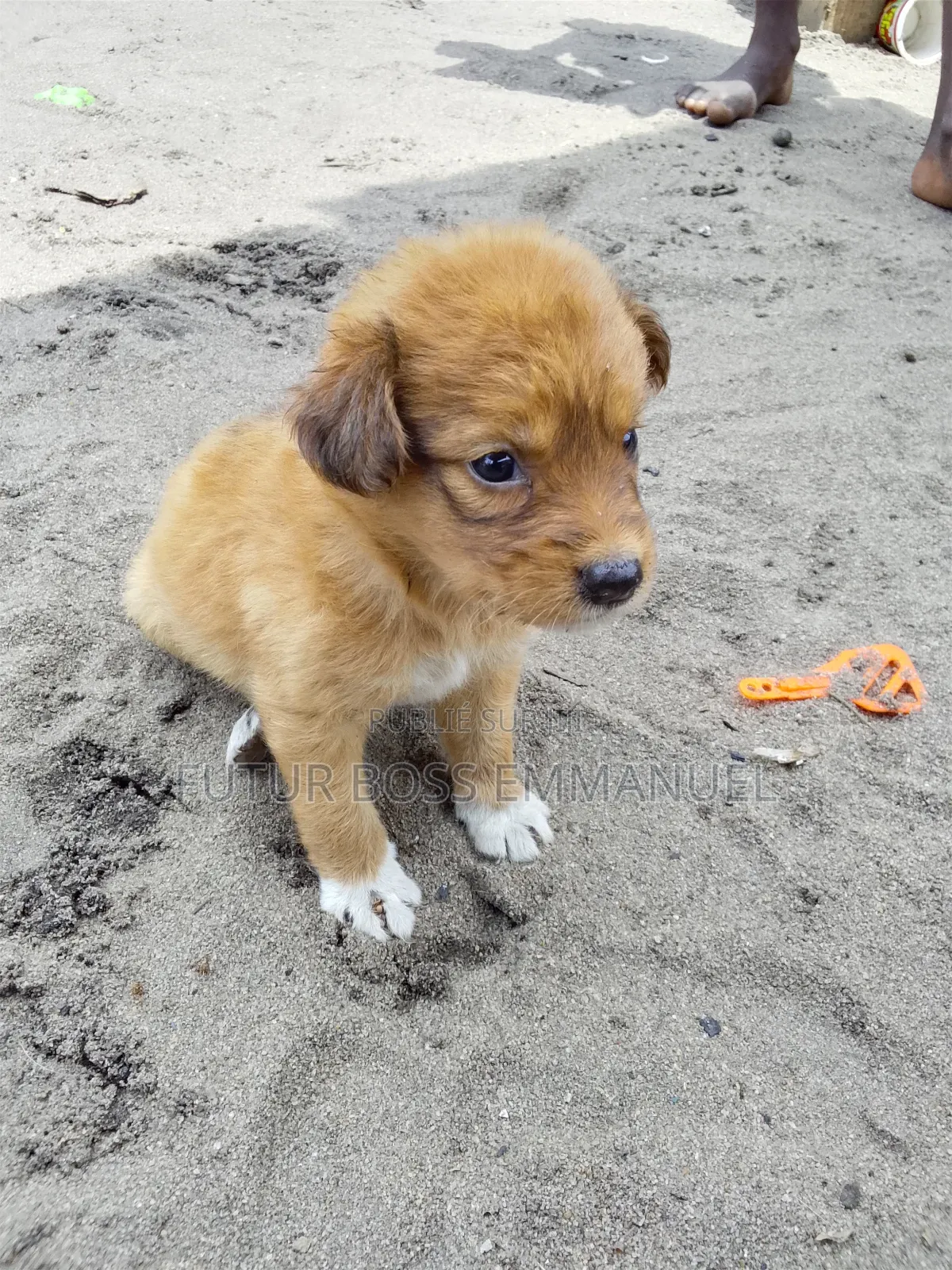 1-3 mois Femme Race mixte Cesky Terrier