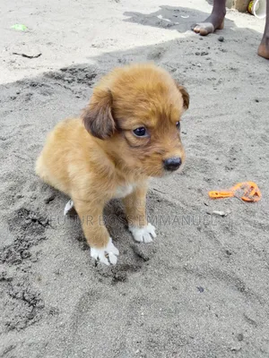 1-3 mois Femme Race mixte Cesky Terrier
