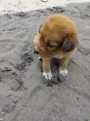 1-3 mois Femme Race mixte Cesky Terrier