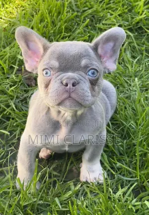 0-1 mois Homme Pure race French Bulldog