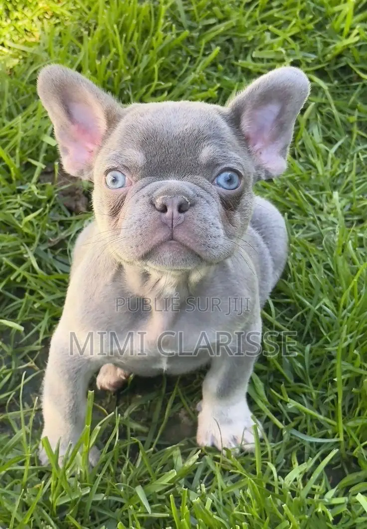 0-1 mois Homme Pure race French Bulldog