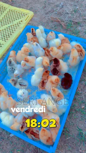 Axé Sur La Qualité Et La Fraîcheur