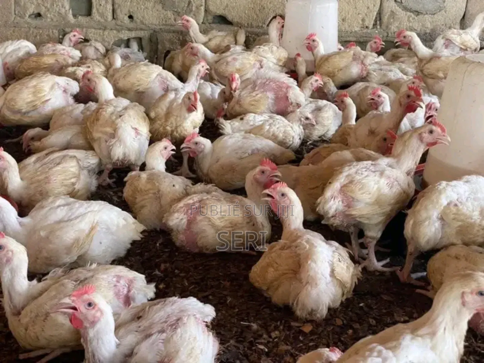 Axé Sur La Qualité Et La Fraîcheur